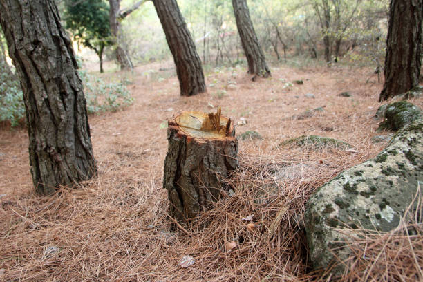 How Our Tree Care Process Works  in  Peachtree Corners, GA