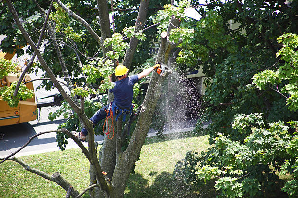 Seasonal Cleanup in Peachtree Corners, GA